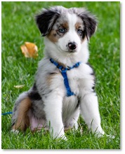 My Australian Shepard puppy, with bright blue eyes, sitting in the grass. 