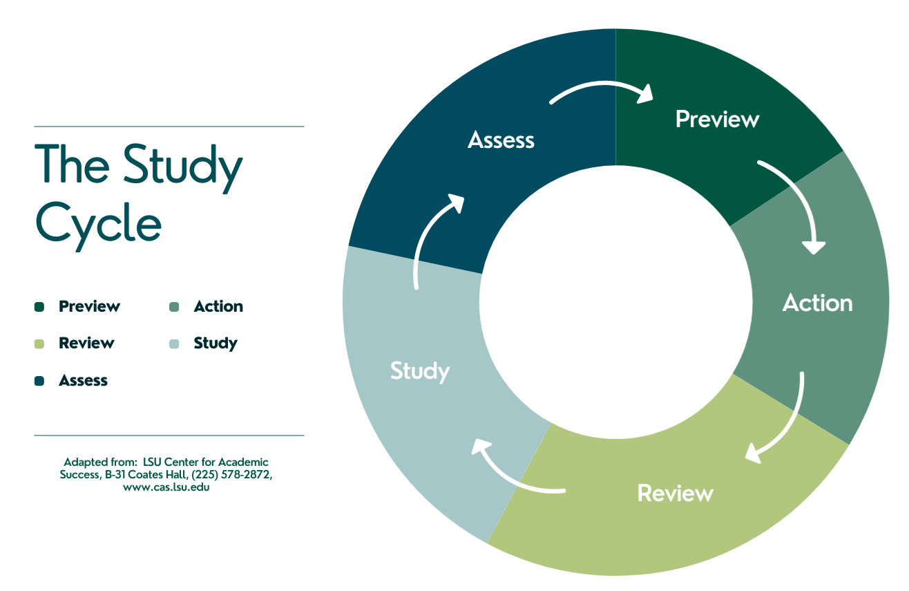 The Study Cycle